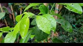 Growing a winter hardy citrus rootstock to see if it is a Calamondin orange or a Volkamer Lemon.