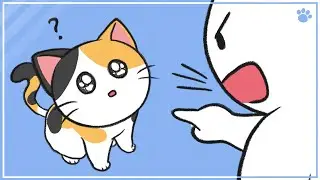 How To Discipline Your Cat Properly