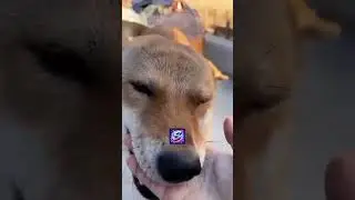 Perro mueve la cola al verte (perritos felices)