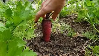 Pulling Up a Cosmic Purple Carrot