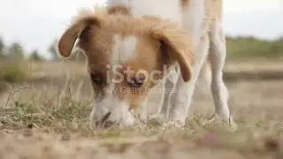 The Evolution of Dogs  Fact or Fiction?