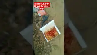 Famous Chicken Biryani Feeding For Street Dog #shorts #short #youtube #dog #food #caesar #millan