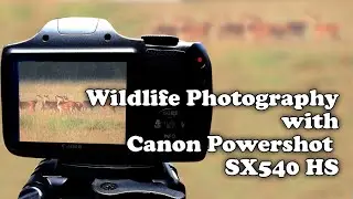 Canon Powershot SX540 HS for Wildlife Photography. Over 50 Photos and Couple of Videos