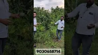 Mansur Plantation Tree Plants Development CONTACT Number +919030658714