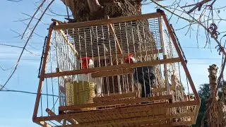 mis pájaros 2@2z3 🔥
