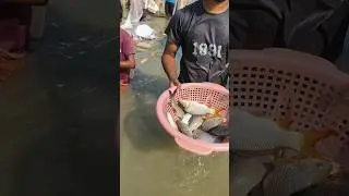 Net Fishing for Big Fish Only #viral