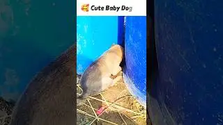 Cute Baby Dog Playing #cute #baby #dog #playing #viral #shorts