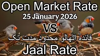 Birds price in Karachi Pakistan 25 January 2026 | Jaal rate update | Open market rate update