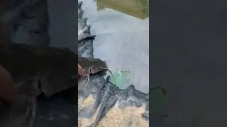 Stocking a Catfish in the Backyard Pond! #catfish #backyardpond #stocking
