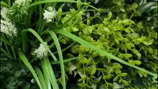Transform Your Space with Designer Plants
