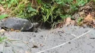 Gopher Tortoise by Burrow Entrance, Chain Fence & Sign to Protect on Cross Seminole Trail! Oviedo