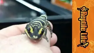 Marbled Gecko For Sale Adelaide | Reptile Life