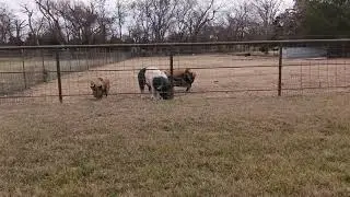 Big pigs