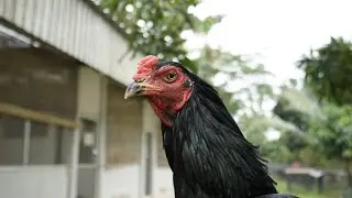 Update stock ayam 2 minggu - 4 bulan, Sango Farm Serpong
