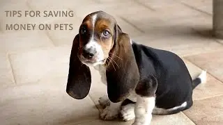 Tips for Saving Money on Pets - How to Budget for Pet Expenses