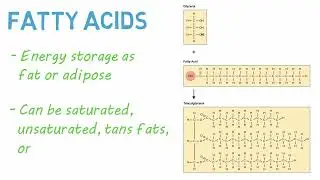 Macromolecules Explained 2MC GIGAVID