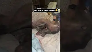 Pets Doing Weird Things! 🤣#cat #pets #animals