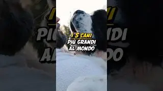 I 5 CANI PI&Ugrave; GRANDI AL MONDO🐶