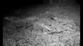 Woodland Wildlife (Trail Cameras)