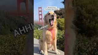 Oatmeal put the ✨golden✨ in the Golden Gate Bridge 🌉 #goldengatebridge #sanfrancisco #dogadventure