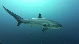 2024 PHILIPPINES MALAPASCUA DIVING 【菲律賓 - 媽媽怕絲瓜島潛水】看#長尾鯊