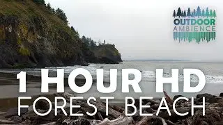 1 Hour HD Forest Beach - Relaxing Nature Sounds - Ocean Waves