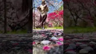 #love #billieeilish #lovely #bloomingtree #springvibes #springdays #springintheair #springiscoming