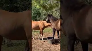 Update on the yearlings !! APHA Shinin Tru Grit and Trakehner Valiant Measures (Stix and Grits)