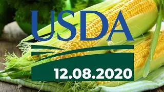 Отчет USDA 12 08 2020  USDA report