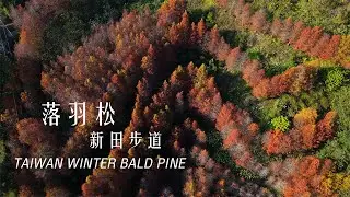 美哭！直擊台中「最神秘」落羽松秘境，空拍限定梯田式松林，此生必看季節美景｜新田步道