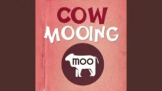 Cow Moo Sound Effect