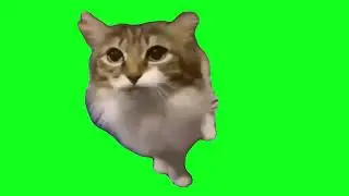 Green Screen 4k - boxing cat
