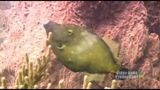 White-Spotted Filefish