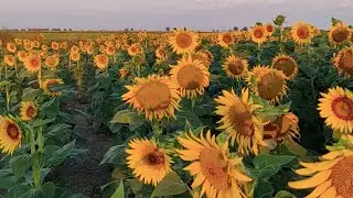 3 Minute Stress Relief Music Nature + Cute Animals