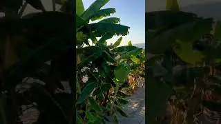 Hotel Falkensteiner Club Funimation Garden Calabria AD 2025- going out to the beach