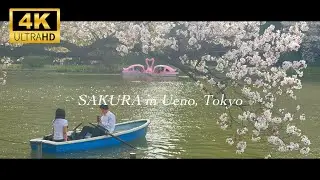 4K｜Sakura at Tokyo, Ueno Park in Japan｜Over 50 varieties & 800 cherry trees 🤩 🌸 🦆