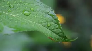 Rain Drops on Leaf  |   Rain  |  Stock Footage  |   Close Shot   |   4K HD Videos