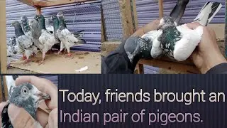 Assalamu Alaikum friends, I have brought new Indian couples Pigeon🐦 for you. Check out the video,