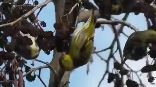 Sijsjes