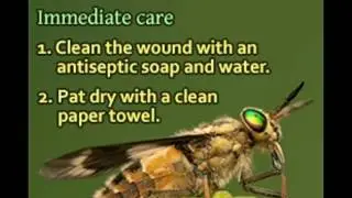 Horsefly Bites Symptoms Treatment And Prevention