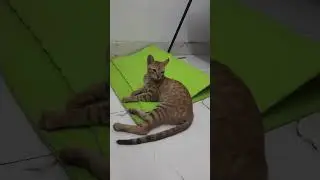 Always curious