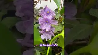 Pontederia crassipes#waterhyacinth#purple #garden