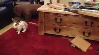 Peter is a very happy rabbit when allowed inside