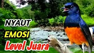 Terapi Alam Pancing Gacor Murai Batu | High Quality Nature Sound