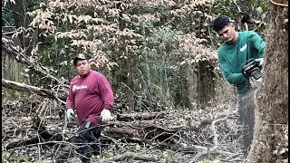 Big Tree Job Cutting & Hauling Atlanta Georgia Day 6 - The Tree Spot Tree Service