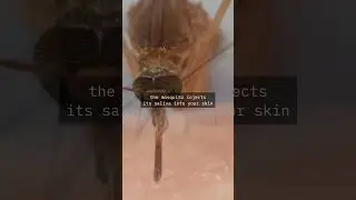Watch how a MOSQUITO BITES YOU!! #mosquito #bite #facts #amazing