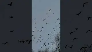 Birds Wings Flapping Sounds in the South Dakota Wind! #birdflying #birdsounds #wings