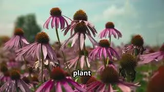 Echinacea Pallida, The Pale Coneflower - NatureWise_Insights