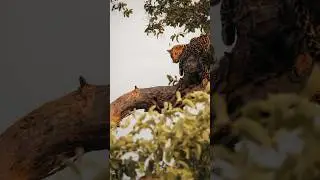 One of my favourite photos 🐆 #leopard #sunrise #safari #botswana #wildlife #wildlifephotography