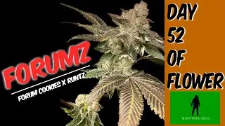 Forumz at 52 Days of Flower | Robinhood seeds | Forum Cookies x Runtz